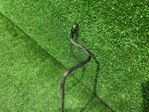 Трубки тормозные задние SUBARU LEGACY LANCASTER OEM 26520AE000 BHE 2002 EZ30 AT